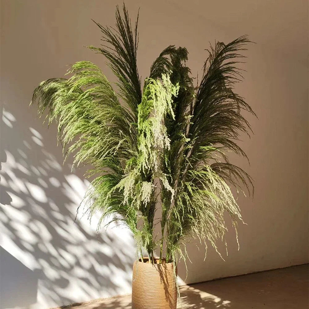 Plume d'herbe de la pampa séchée de grande taille