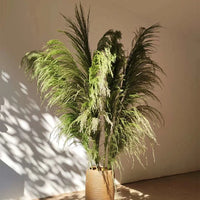 Plume d'herbe de la pampa séchée de grande taille