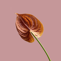 Fleurs artificielles anthuriums élégante
