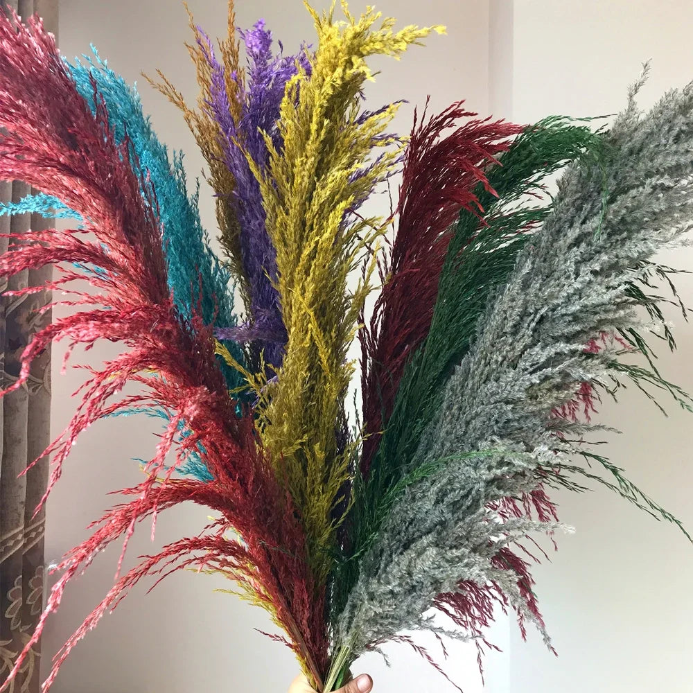 Plume d'herbe de la pampa séchée de grande taille