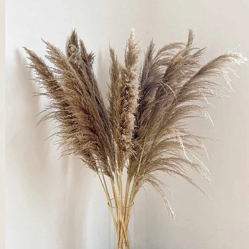 Plume d'herbe de la pampa séchée de grande taille