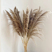 Plume d'herbe de la pampa séchée de grande taille