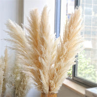 Plume d'herbe de la pampa séchée de grande taille