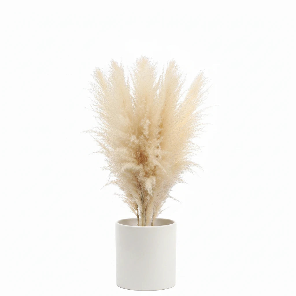 Plume d'herbe de la pampa séchée de grande taille