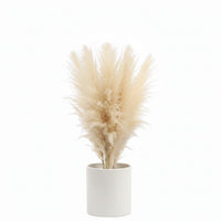 Plume d'herbe de la pampa séchée de grande taille