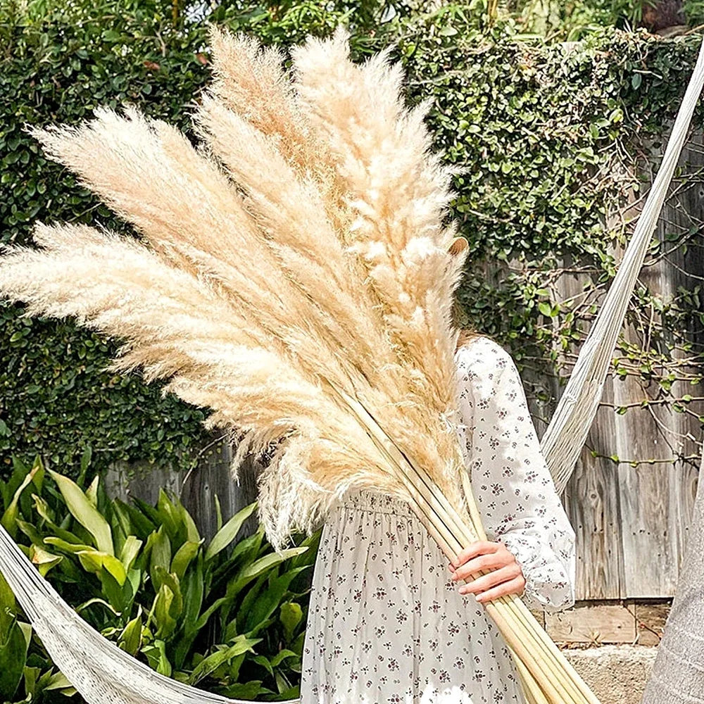 Plume d'herbe de la pampa séchée de grande taille