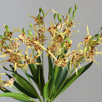 Fleurs d'orchidées araignées Phalaenopsis en soie