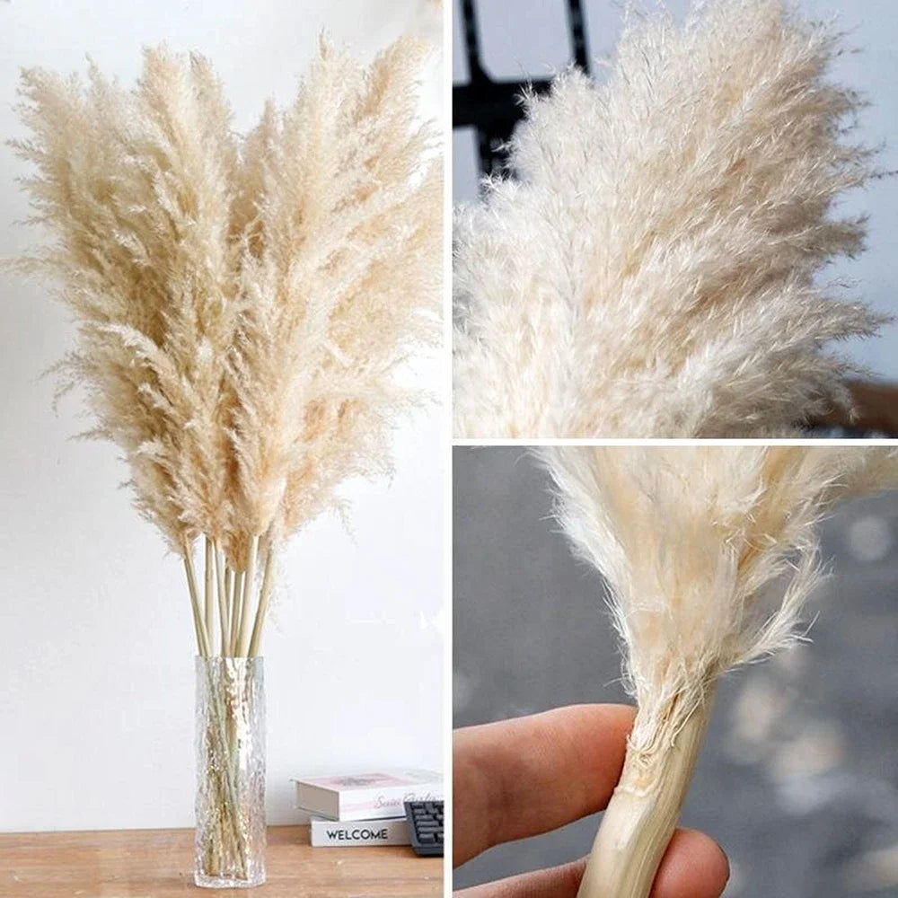 Plume d'herbe de la pampa séchée de grande taille