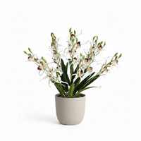 Fleurs d'orchidées araignées Phalaenopsis en soie