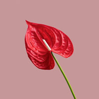 Fleurs artificielles anthuriums élégante
