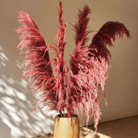 Plume d'herbe de la pampa séchée de grande taille