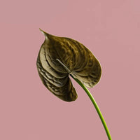 Fleurs artificielles anthuriums élégante