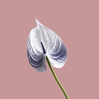 Fleurs artificielles anthuriums élégante