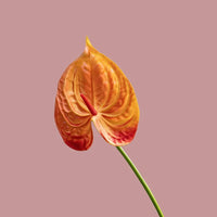 Fleurs artificielles anthuriums élégante