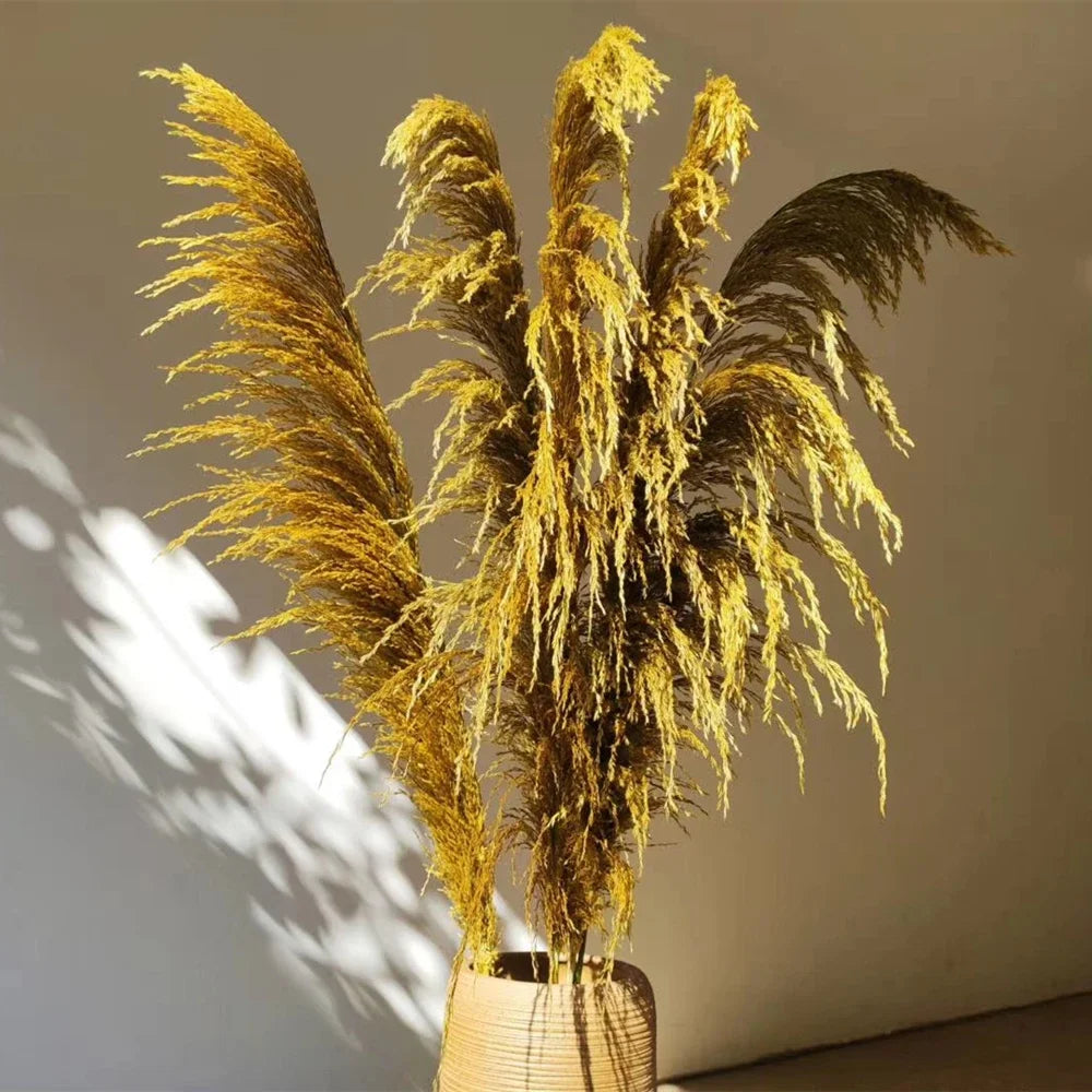 Plume d'herbe de la pampa séchée de grande taille